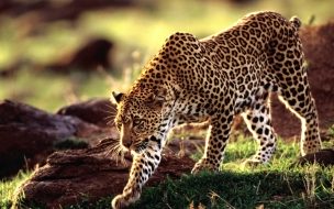 Wild animal leopard wallpaper