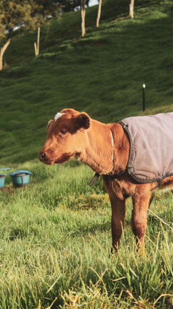 Fondo de Pantalla de pexels_14766316.jpg