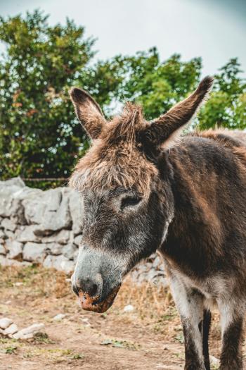 Fondo de Pantalla de pexels_13135032.jpg