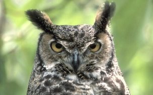 Fondo de pantalla de buho