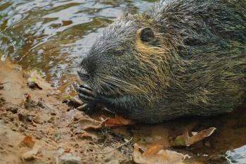 Fondo de Pantalla de pexels_31031963.jpg