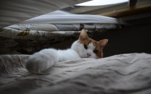 Fondo de pantalla gatito ocioso