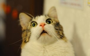 Wallpaper de Gato mirando hacia arriba