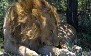 Fondo de pantalla leon viejo cansado