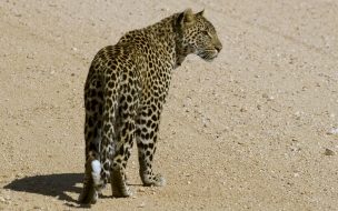 Fondo de pantalla guepardo caminando