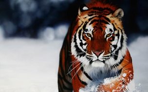 Fondo de pantalla tigre de bengala