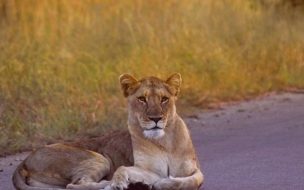 Fondo de pantalla leona en la calle