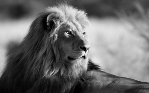 Black and white wallpaper with lion hd animal background photo