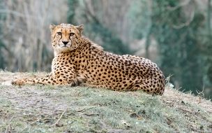 fondo de pantalla guepardo mirando