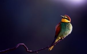 Precioso pajaro multicolor