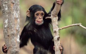 Foto de Chimpancé pequeño.