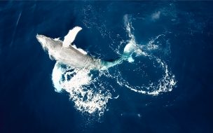 Pexels diego concepcion