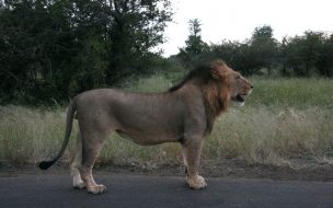 León majestuoso en la sabana - Fondo de pantalla 4K