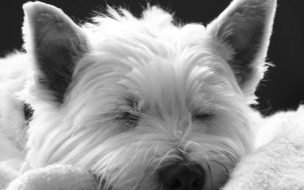 Perro durmiendo en blanco y negro, fondo 4K HD