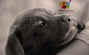 Cachorro en sepia - Fondo de pantalla 4K de alta calidad