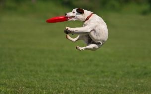 Perro volando con frisbee - Wallpaper en 4K alta calidad