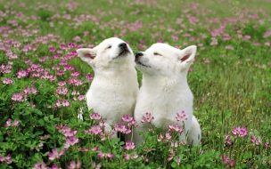 Cachorros en campo de flores, wallpaper 4K alta calidad