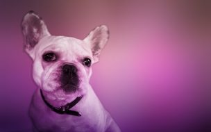 Perro francés en colores vibrantes, fondo de pantalla, mascotas, arte digital, diseño moderno.