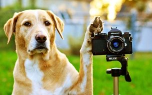 Perro fotógrafo en acción, naturaleza, divertido, mascotas, adorable, fondo.