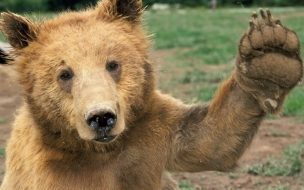 Fondo de pantalla oso pardo