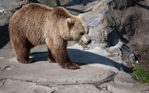 Fondo de pantalla oso pardo caminando
