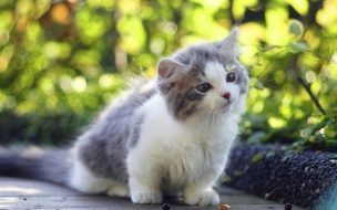 Cat 2560x1440 kitten cute animals 4k