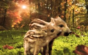 Pig 2560x1440 funny animals 7k