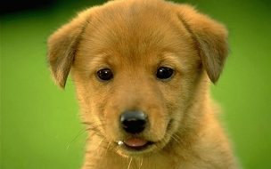 Animal Brown Puppy