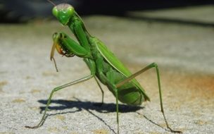 Mantis