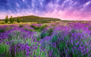 Lavender 2560x1440 field sky mountain provence france europe 4k