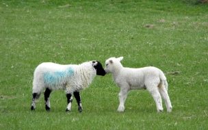 hermosas ovejitas cariñosas