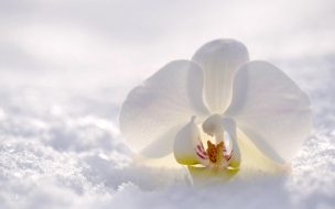Orchid 2560x1440 flower snow winter white 4k