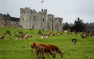 animales alimentandose