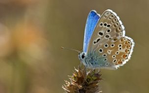 mariposa hermosos colores