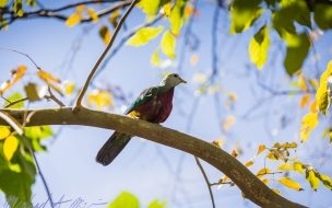 Fondo de pantalla pajaro solito