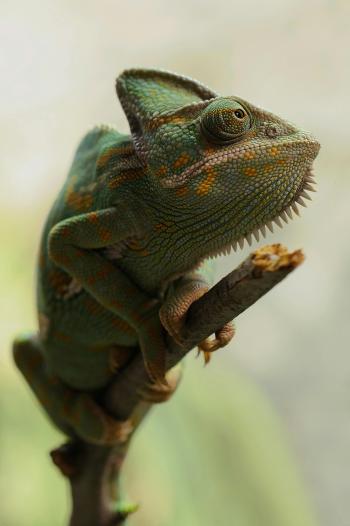 Imagen de Lagarto, Reptil, Iguanas