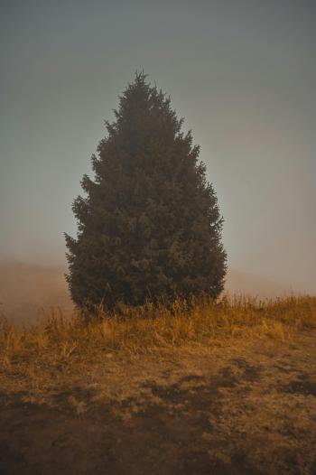 Fondo de Pantalla de pexels_9869304.jpg