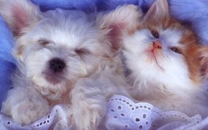 Lovely Baby Animals Wallpapers