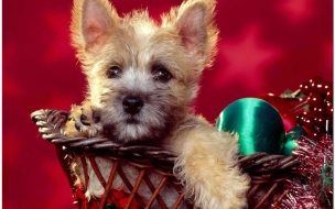 Fondo de pantalla perro navideño