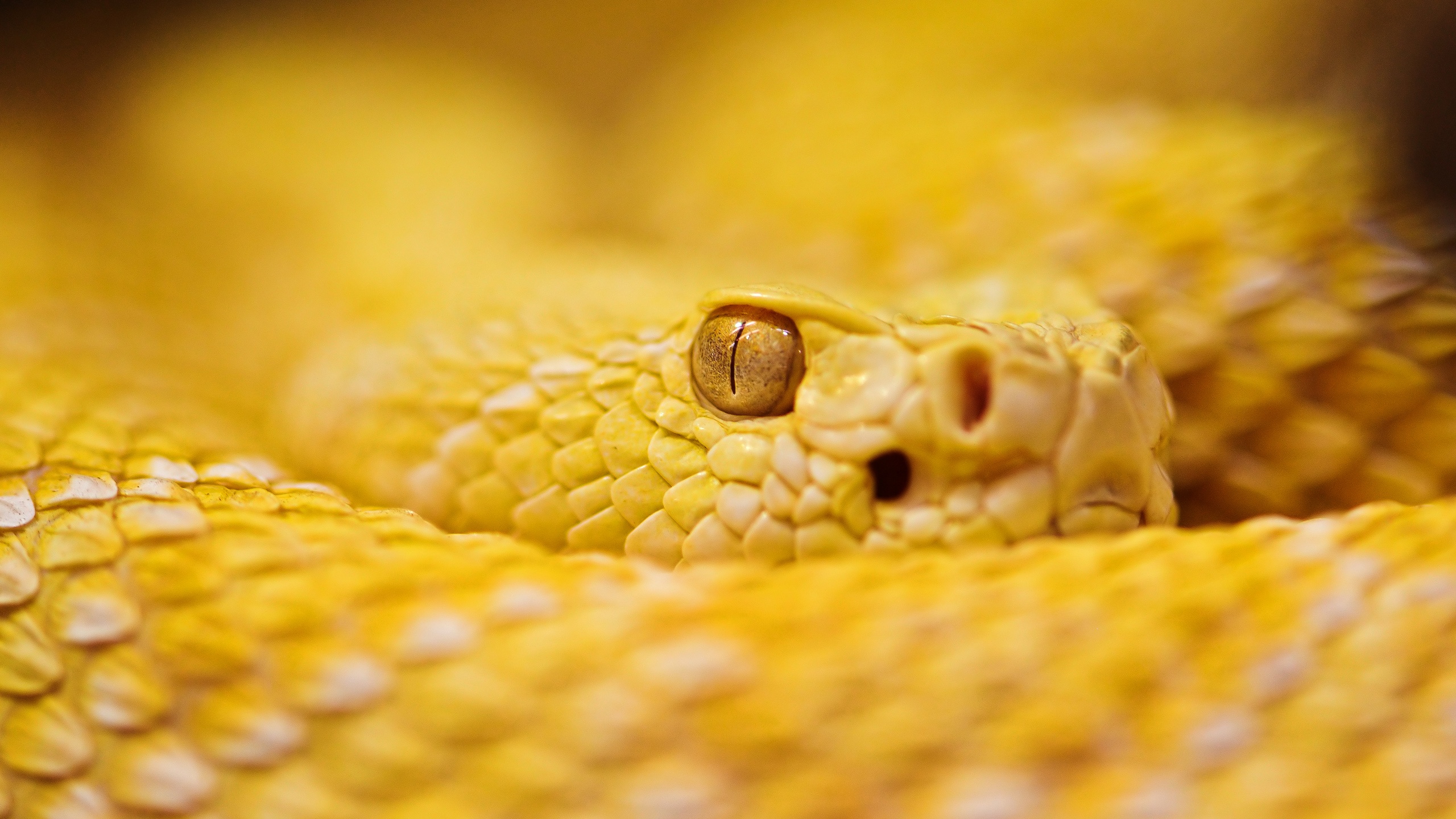 Albino rattlesnake