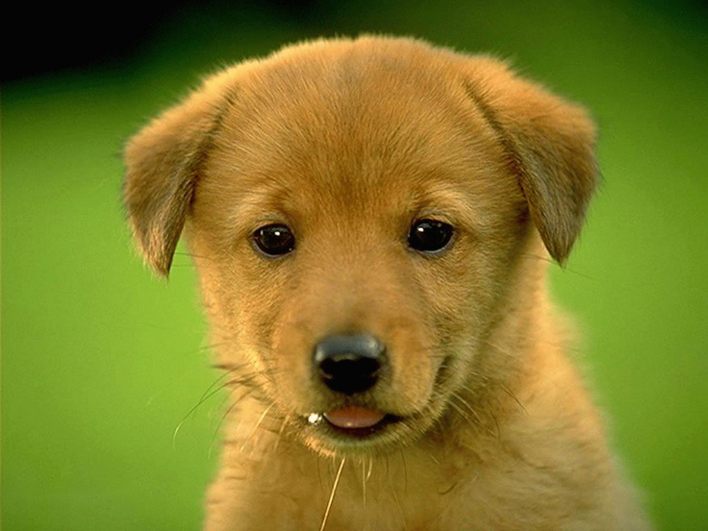Animal Brown Puppy