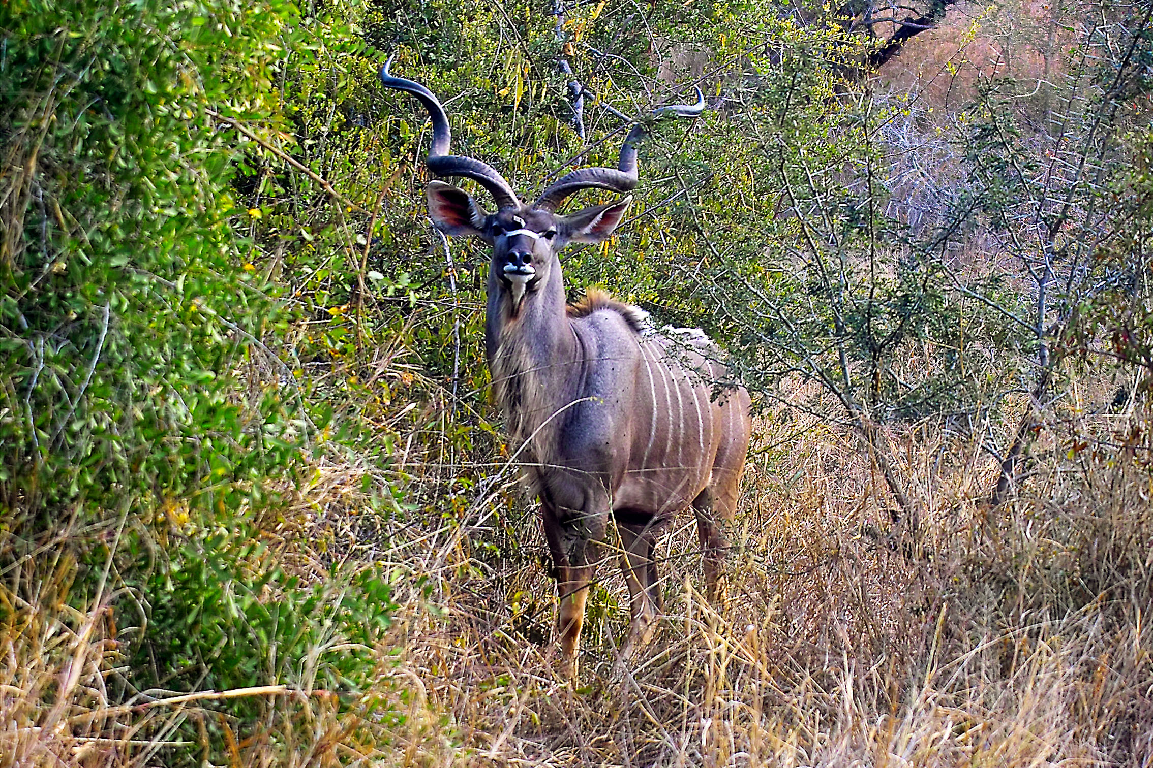 animal extraño con cachos