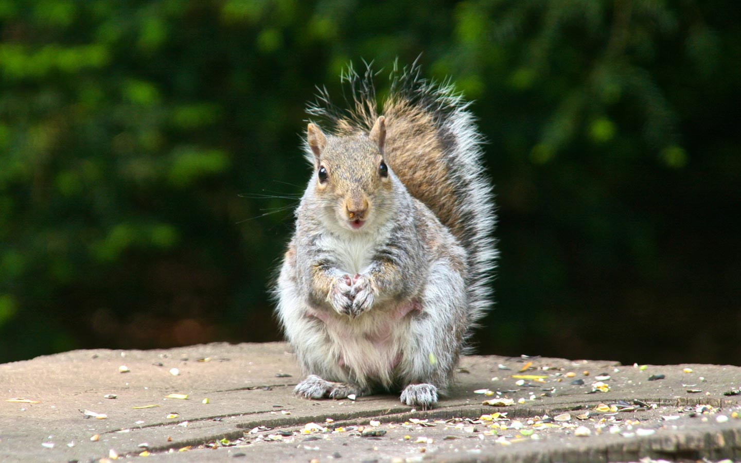 Animal squirrel backgrounds wallpapers