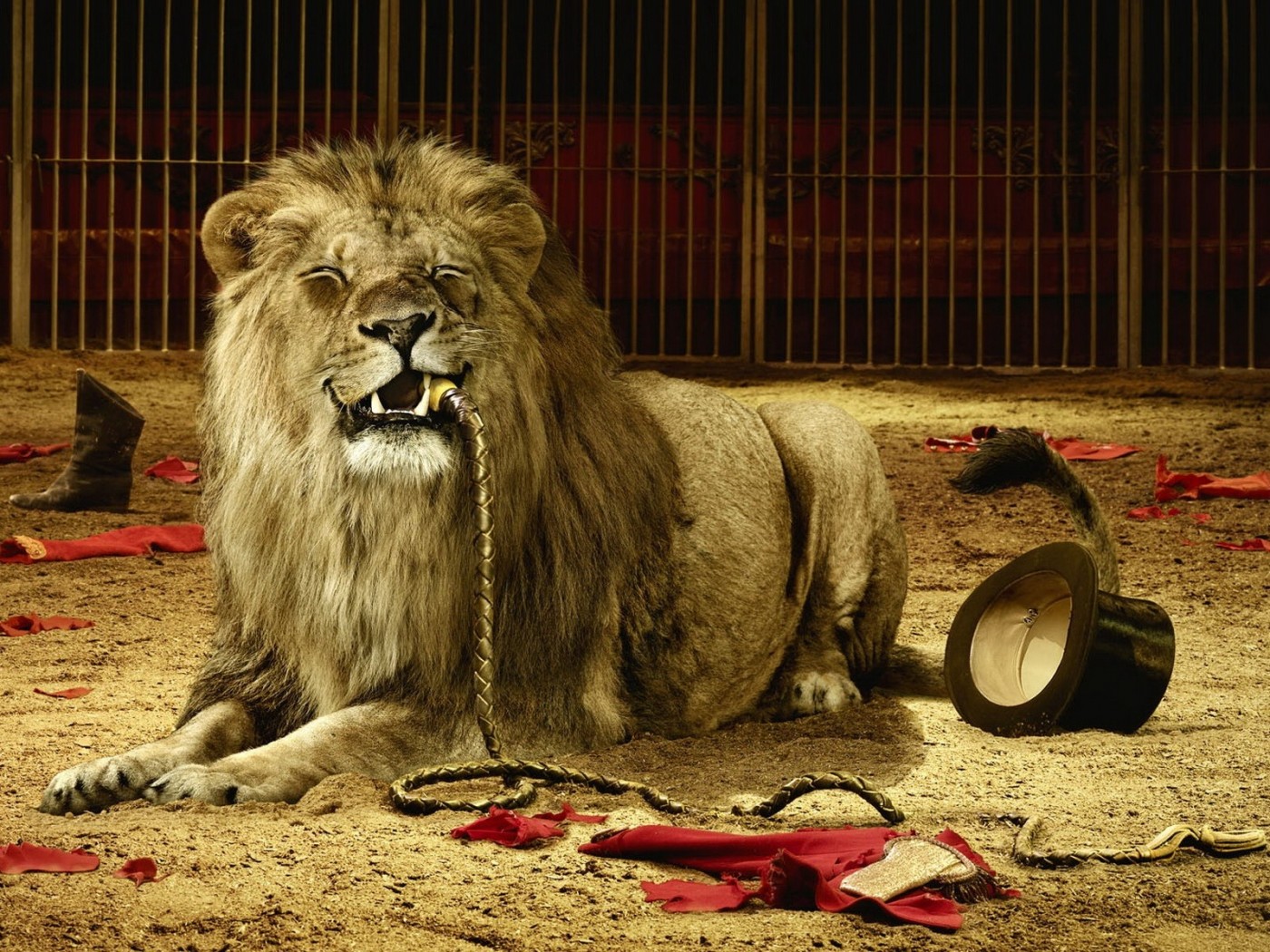 Animal wallpapers lion tamer ate