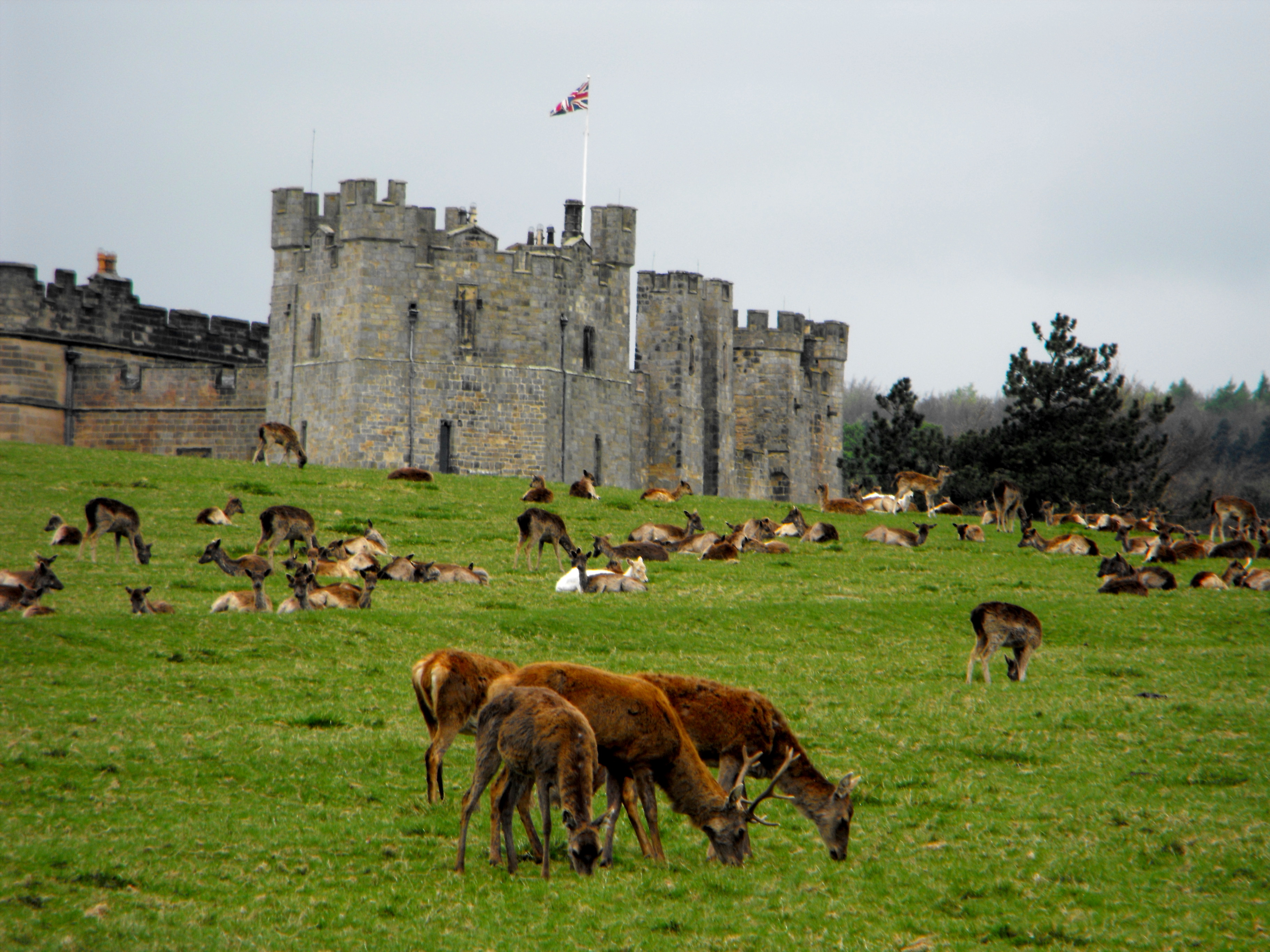 animales alimentandose