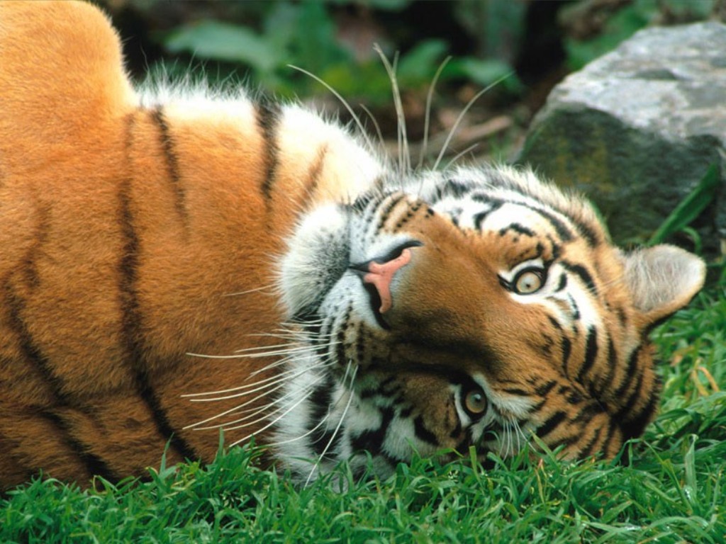 Animals wallpapers siberian tiger