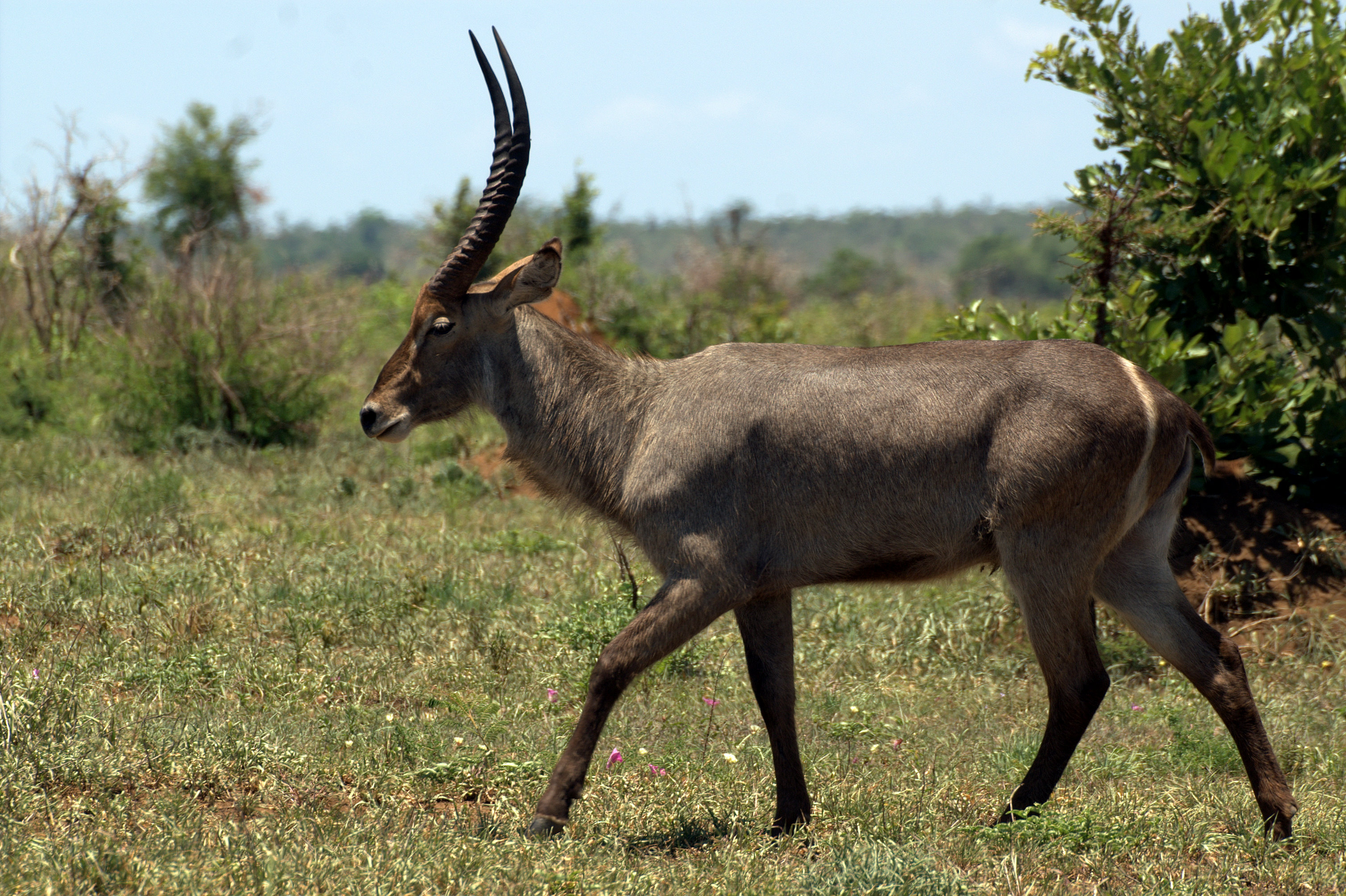 Antilope asustado