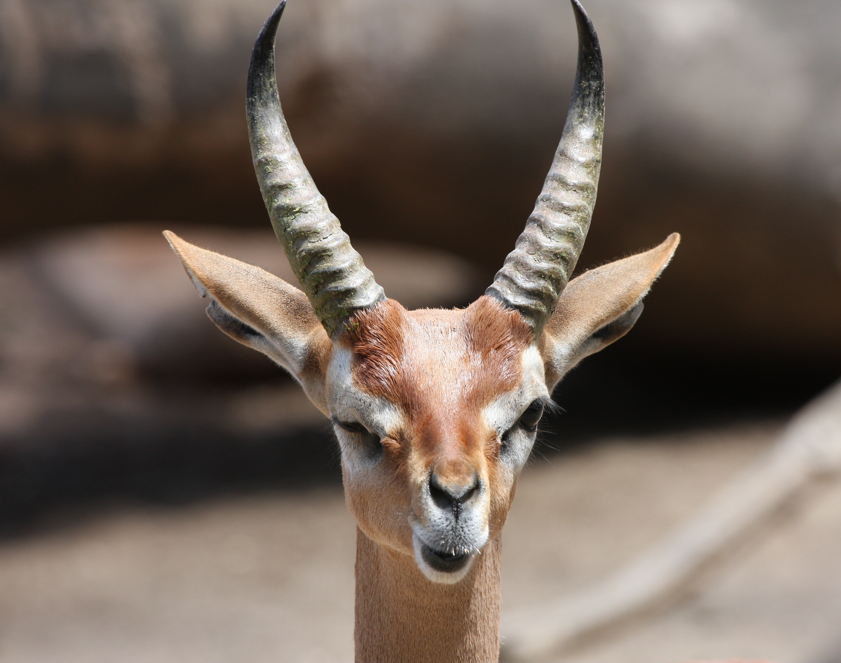 Antilope bebe