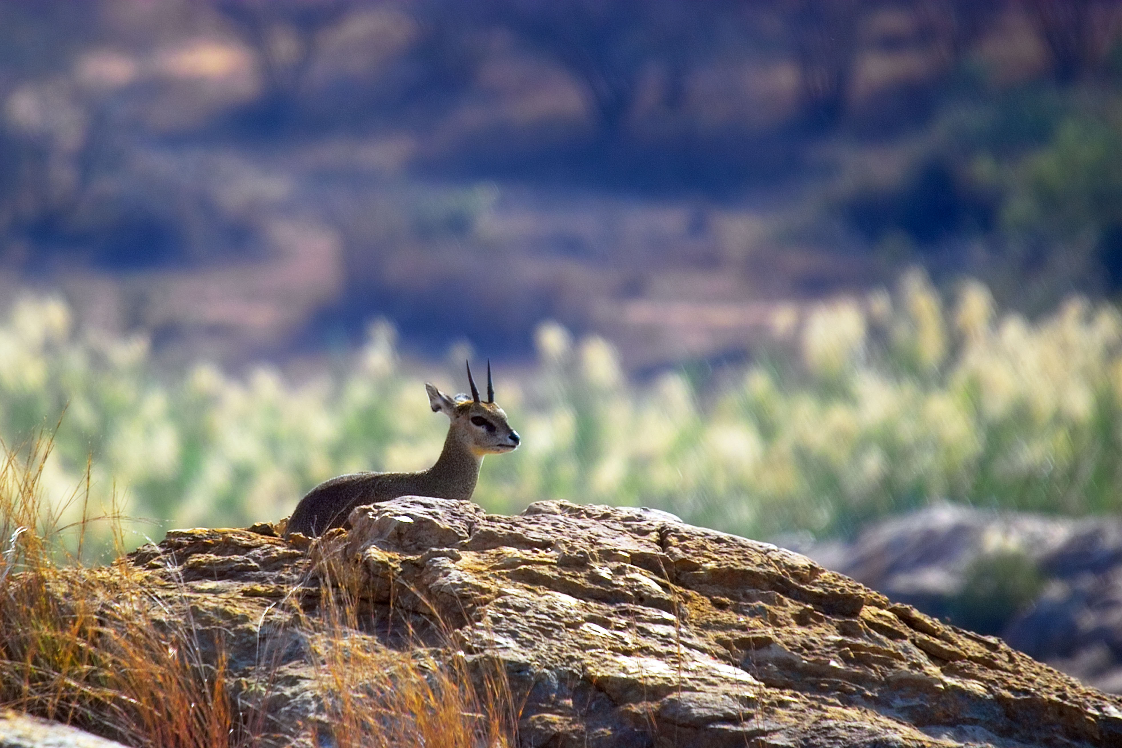 antilope bebe asustado