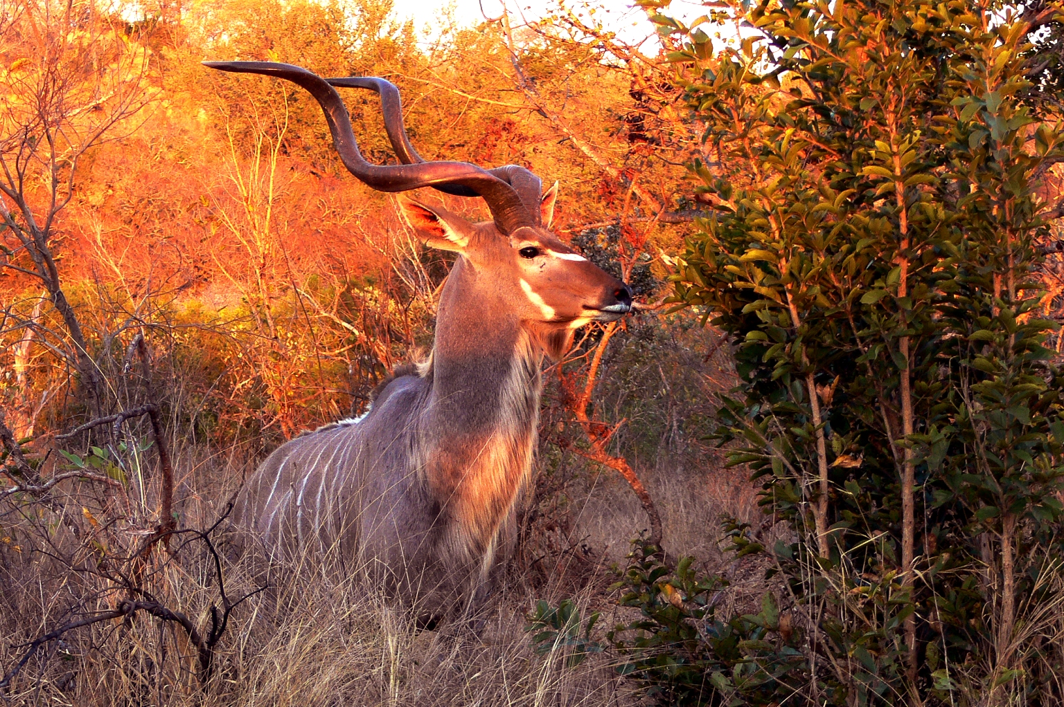 antilope en la selva